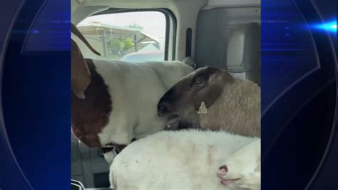 Police searching for suspects after recovering over 20 animals stolen from Southwest Miami-Dade family farm